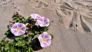 한국의 야생화  갯메꽃Calystegia soldanella [upl. by Atsahc]