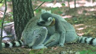 Freeranging Ringtailed Lemurs Social grooming [upl. by Tomas]