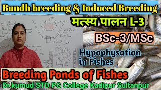 Breeding PondsPisciculture L3Natural amp Induced BreedingBundhs breeding amp HypophysationBSc3MSc [upl. by Nowtna]