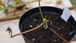 Delphinium Pruning after flowering in July UK [upl. by Medora]