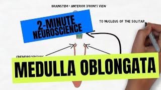 2Minute Neuroscience Medulla Oblongata [upl. by Melodee]