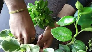 Peperomia Plant  How do i care for my Peperomia Plant  nurserylive [upl. by Lesko]