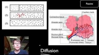 Transport Across Cell Membranes [upl. by Akeenahs]