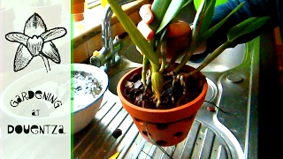 Repotting A Cattleya The Traditional Way  tips amp tricks [upl. by Casady]