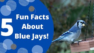 5 Fun Facts About Blue Jays [upl. by Ojeitak]