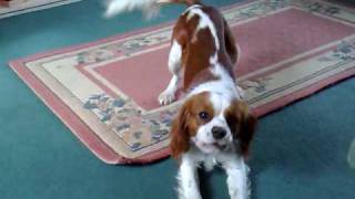 King Charles Cavalier Barking [upl. by Myca423]