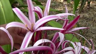 The GIANT Tropical Crinum Lily  A Lily SUPERSTAR with GIANT FLOWERS [upl. by Akerboom]