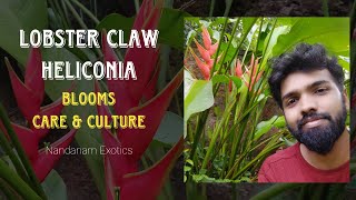 Lobster Claw Heliconia Plant  Culture and Care [upl. by Tito]