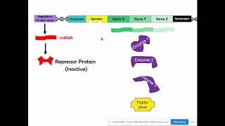 Repressible amp Inducible Operons AP Biology Topic 65 [upl. by Sinnej]