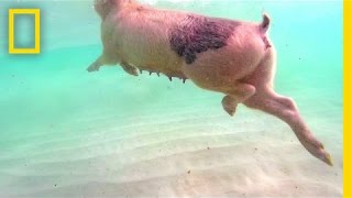 Swimming Pigs Rule This Tropical Island  National Geographic [upl. by Grew]