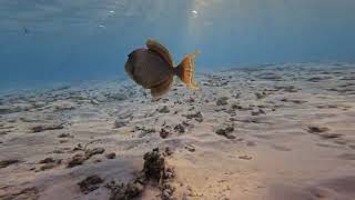 Meeru Maldives  Snorkelling Around The Water Villa [upl. by Anires]