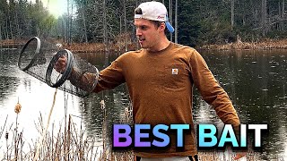 BEST BAIT for trapping minnows [upl. by Dudley548]