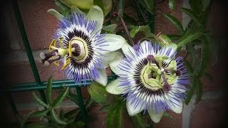 Passionsblume Passiflora vermehren [upl. by Ahsiad]