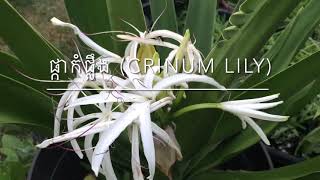 ផ្កាកំផ្លឹង CRINUM Lily [upl. by Able]