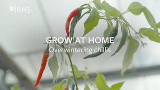 Overwintering chillis  Grow at Home  RHS [upl. by Strohben]