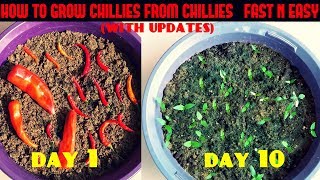 How to Grow Chillies from Chillies at Home Fast N Easy [upl. by Phyllida]