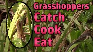 Grasshoppers  Catch Cook And Eat [upl. by Ahselrak166]