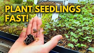 The BEST Way to Plant Plug Tray Seedlings [upl. by Anyal751]