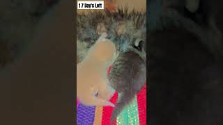 cuteanimals cutespets cat catlover petsounds kitten cute [upl. by Hsemar]