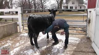 Beef Cattle Washing Tips from Nasco amp CD Show Cattle [upl. by Tollman]