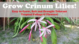 Giant Crinum Lily  You Should Grow Them [upl. by Nonah308]