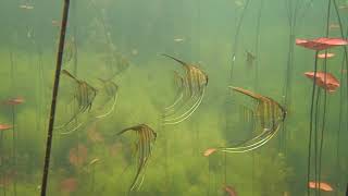 Rio Tapajós Amazonas Pterophyllum  Acara Bandeira  Angelfish Skalar [upl. by Laurin]