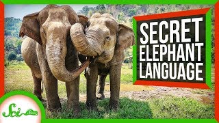 The Secret Language of Elephants [upl. by Margie]