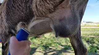 Milk Shave  Clipping The Udder For Cleaner Milking [upl. by Suiravad]