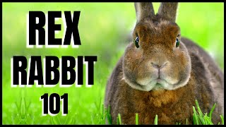 Rex Rabbit 101 All You Need To Know [upl. by Nomead]