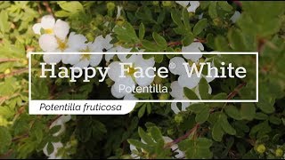 30 Seconds with Happy Face® White Potentilla [upl. by Leunamme]