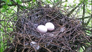 Pigeon nesting and time lapse [upl. by Ymerej]