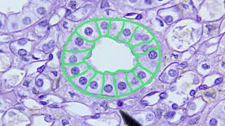 Epithelial Tissue Identification Video [upl. by Joacima713]