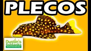 PLECOS  TOP 10 Aquarium PLECO FISH Bristlenose Zebra Plecos [upl. by Warms]