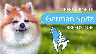 ► German Spitz Breed 2020 Temperament amp Training [upl. by Arret]