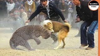 BATTLE BETWEEN A DOG AND A LEOPARD WHO WILL WIN [upl. by Kondon]