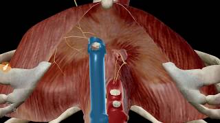 Les orifices du diaphragme [upl. by Zed600]