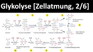 Glykolyse  erster Schritt des Glucoseabbaus  Zellatmung 26  Biologie Oberstufe [upl. by Ettevroc158]