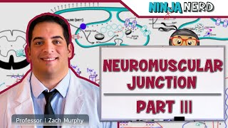 Musculoskeletal System  Neuromuscular Junction  Sliding Filament Theory Part 3 [upl. by Orren]