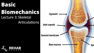 Biomechanics Lecture 3 Skeletal Articulations [upl. by Volin]