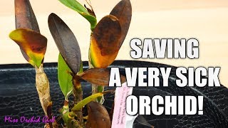 Saving a rotting Orchid  Cattleya with transport damage [upl. by Aerdnod575]