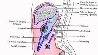 Peritoneal Cavity  Part 1  Anatomy Tutorial [upl. by Araihc]