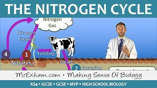 Cycles Within Ecosystems  Nitrogen Cycle  GCSE Biology 91 [upl. by Aloivaf882]