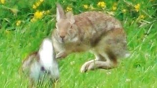 2 Rabbits Running Jumping and Playing Around [upl. by Ellatsyrc792]