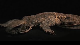 Monitor Lizard Decomposition Time Lapse  BBC Earth [upl. by Oicul]