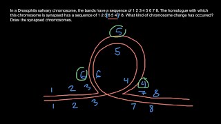 Synapsis of Homologous Chromosomes Explained [upl. by Robaina]