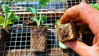 BEST Way to Start Seeds for Healthiest Seedlings [upl. by Samled]