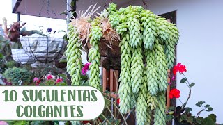 10 SUCULENTAS COLGANTES QUE DEBES TENER EN TU JARDÍN│Candy Bu [upl. by Amahcen]