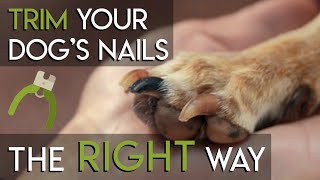 How to Trim Dog Nails  The RIGHT Way [upl. by Auahsoj742]