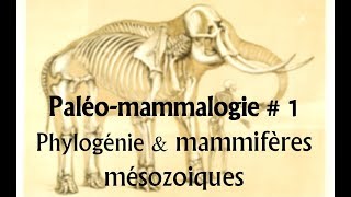 Paléomammalogie 1 Phylogénie et mammifères mésozoiques [upl. by Latea]