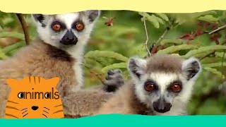 Be The Creature  Expedition Lemurs Full Episode [upl. by Adnoral]